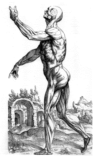 lateral muscles.gif (29598 bytes)