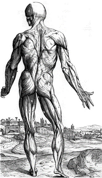 muscles of back.gif (54416 bytes)