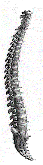 spine.gif (20811 bytes)